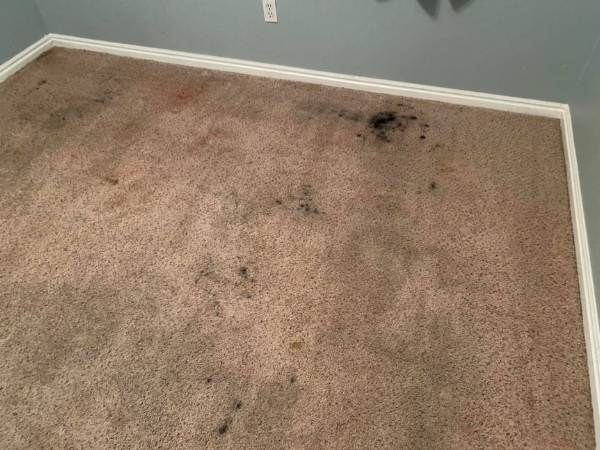 Pet Stain Odor Removal Results St George UT